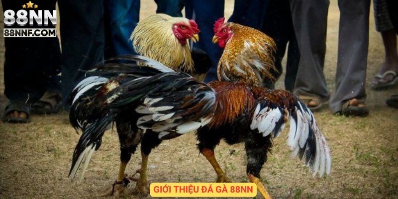 Giới thiệu đá gà 88NN