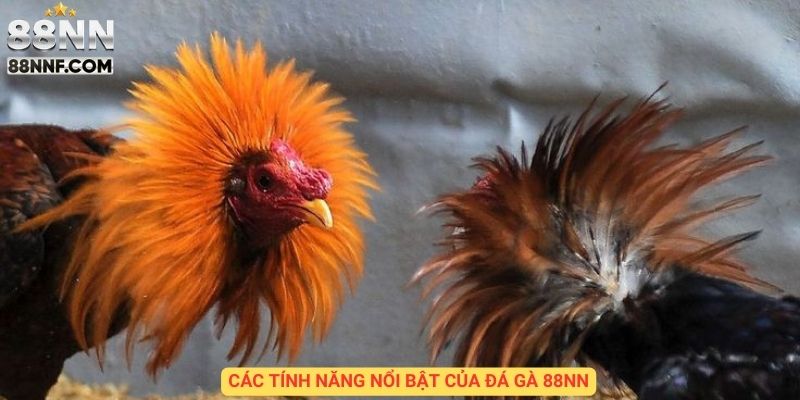 Các tính năng nổi bật của đá gà 88NN