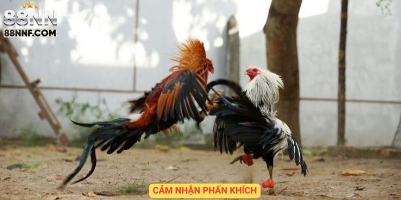 Cảm nhận phấn khích