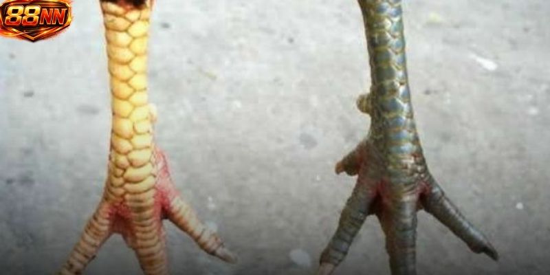Các chiến binh mạnh mẽ sẽ có vảy gà