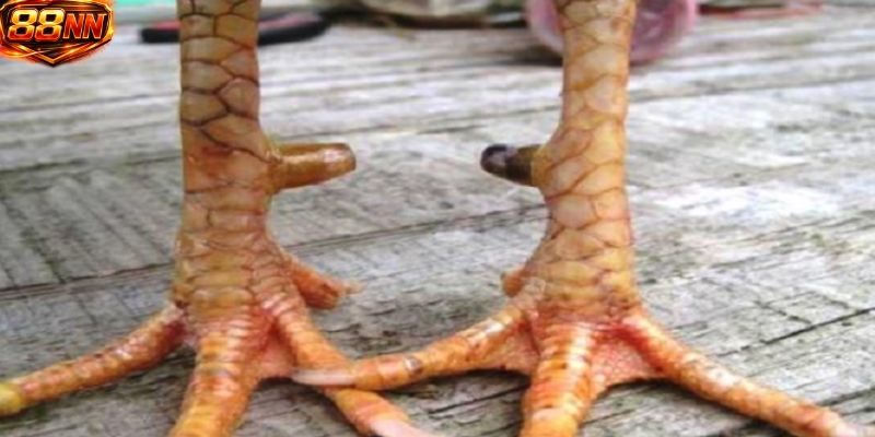 Tìm hiểu về cách vảy gà huyền trâm ảnh hưởng đến kết quả