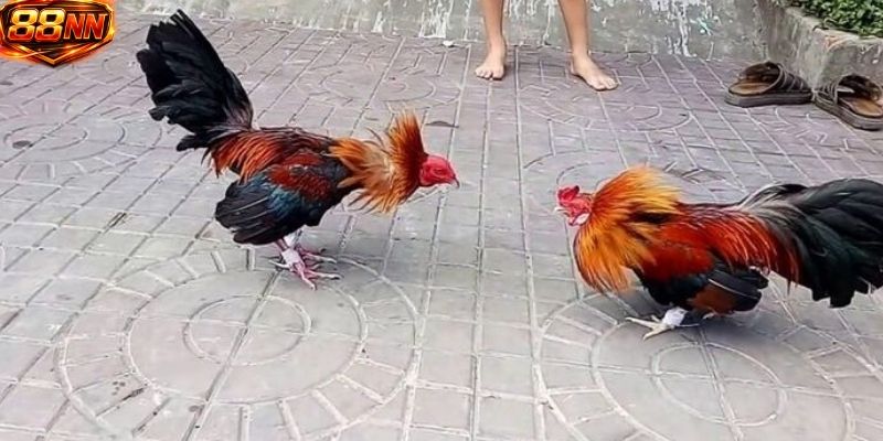 Cược thủ nên học hỏi từ người chơi có kinh nghiệm