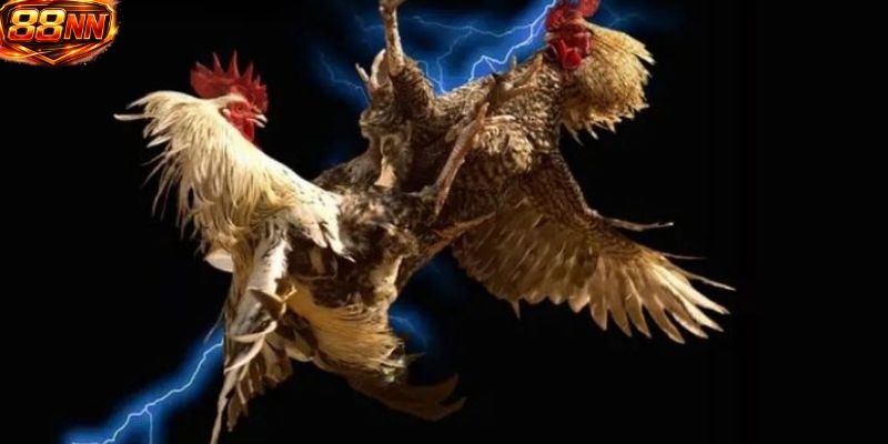 Đá gà 88NN trực tiếp là hình thức cược phổ biến nhất